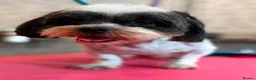 Shih Tzu dogs for sale: 💖💙Stunning Black Shih Tzu Puppies💙💖 - Advert 12
