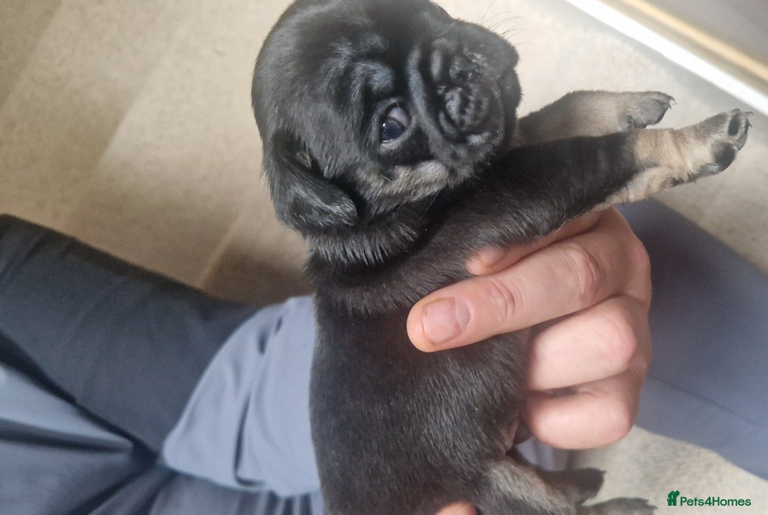 Pug dogs for sale: RARE Pug puppies  - Advert 14