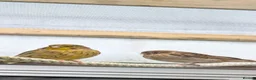 Canaries birds for sale: Gloster x Mosaic 1x Male 2x female in Falmouth - Advert 2