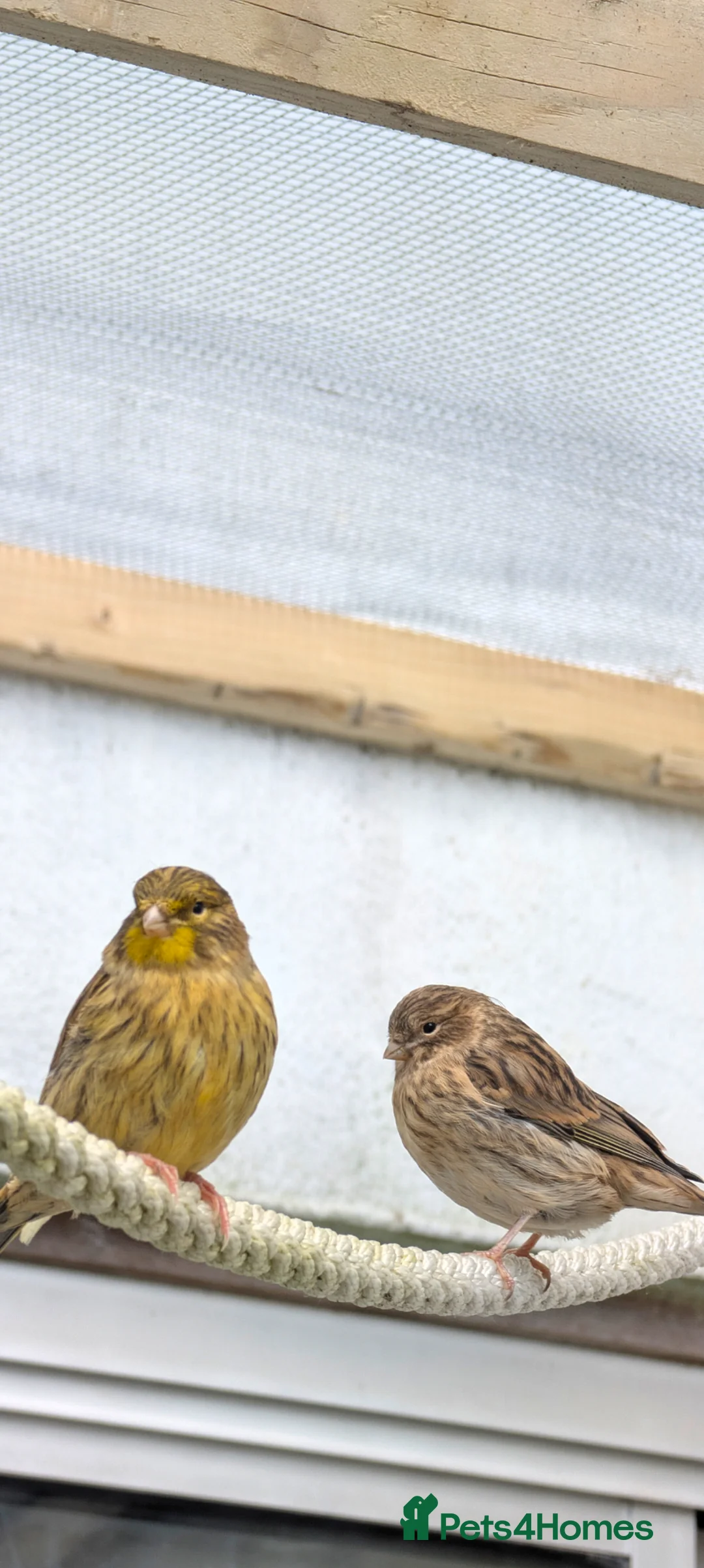 Canaries birds for sale: Gloster x Mosaic 1x Male 2x female in Falmouth - Advert 2