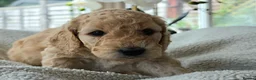 Cockapoo dogs for sale: 4 x F2 cockapoos - Advert 7