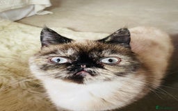Exotic cats for sale: Fawn colour point Merle Exotic  - Image 7