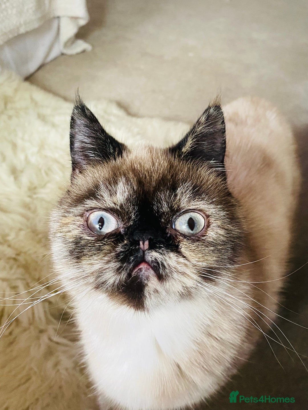 Exotic cats for sale: Fawn colour point Merle Exotic  - Image 7