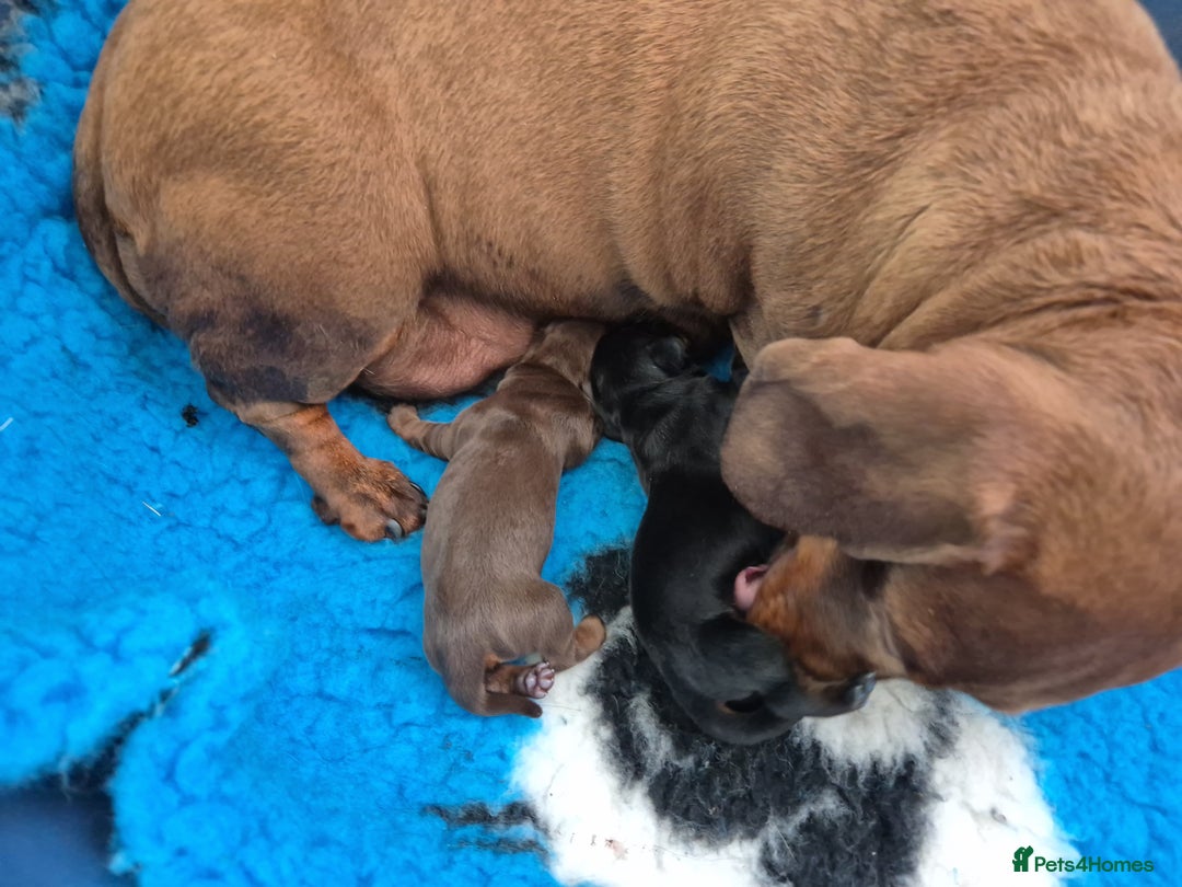 Miniature Dachshund dogs for sale: Kc reg pra clear mini smooth haired dachshund pups - Image 1
