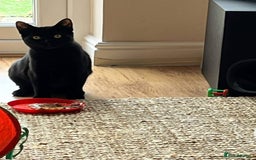 Domestic Shorthair cats for adoption: Holly & Ivy, can be homed together or separately - Image 5