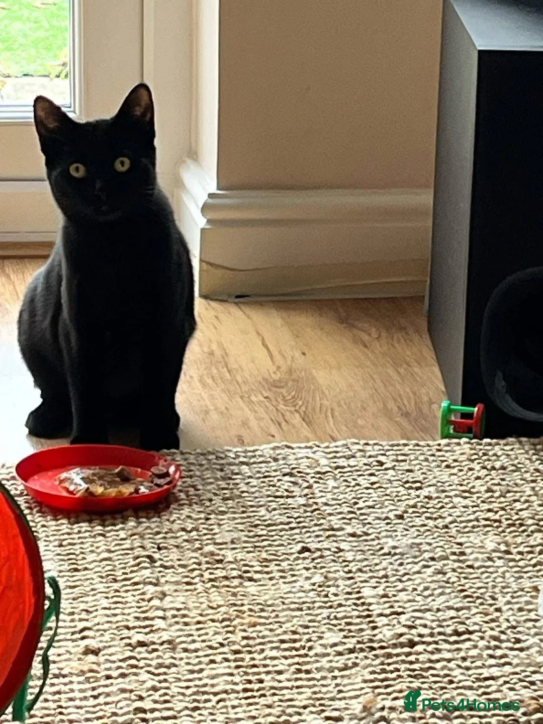 Domestic Shorthair cats for adoption: Holly & Ivy, 18 month old sisters   - Advert 8