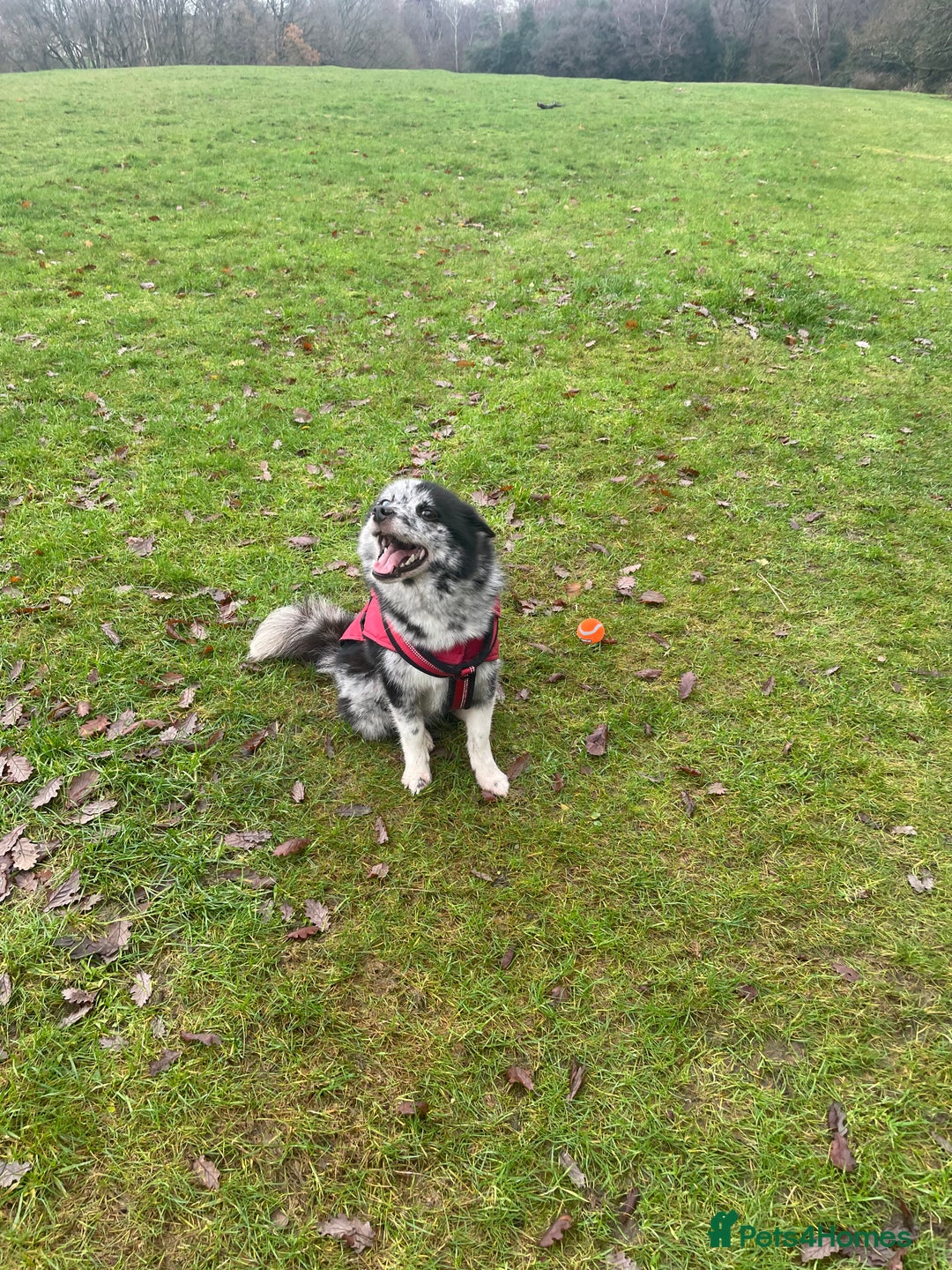 Pomsky dogs for sale: Urgent rehoming needed  - Advert 14