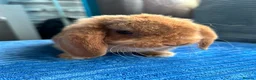 Mini Lop rabbits for sale: 🦋Pure Breed Mini plush lop 🦋 in Halstead - Advert 8