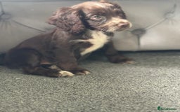Cocker Spaniel dogs for sale: Cocker spaniel  - Image 3