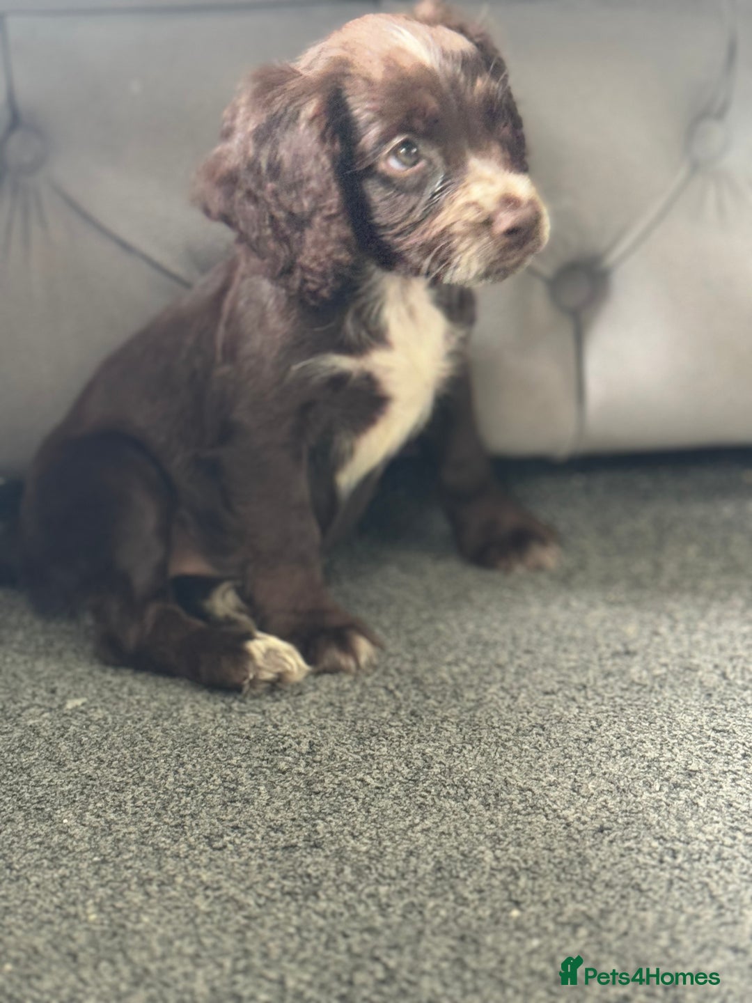 Cocker Spaniel dogs for sale: Cocker spaniel  - Image 3