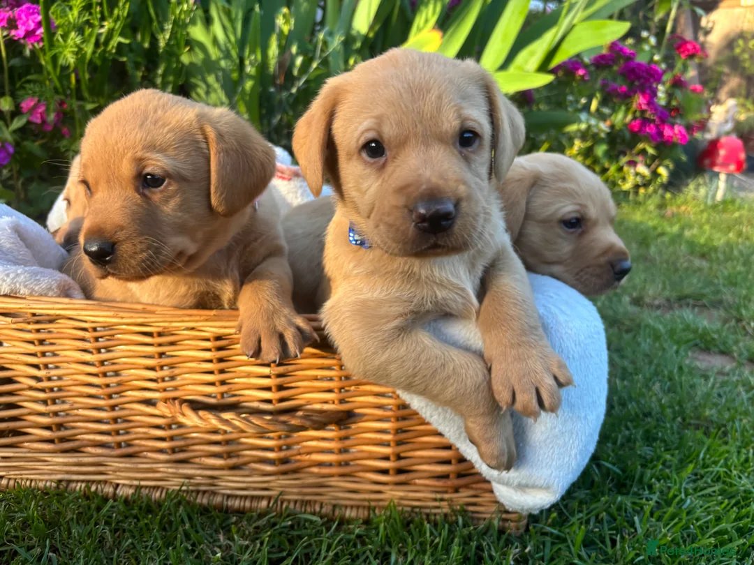Labrador Retriever dogs for sale: Lovely Labradors  - Advert 1