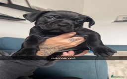 Cane Corso dogs for sale: Beautiful Cane Corso Puppies - Image 6