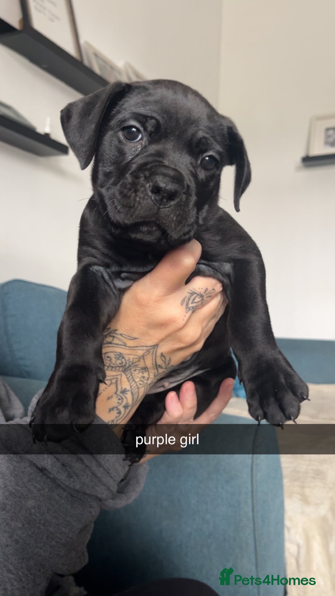 Cane Corso dogs for sale: Beautiful Cane Corso Puppies - Image 6