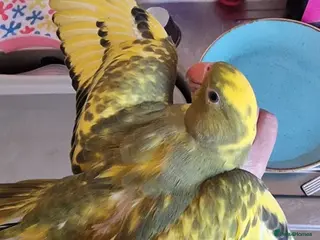 Ringnecks birds Beautiful female ringneck - Advert 2