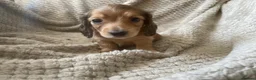 Miniature Dachshund dogs for sale: Qualiyy Miniature Long Haired Dachshunds in Bridgend - Advert 10