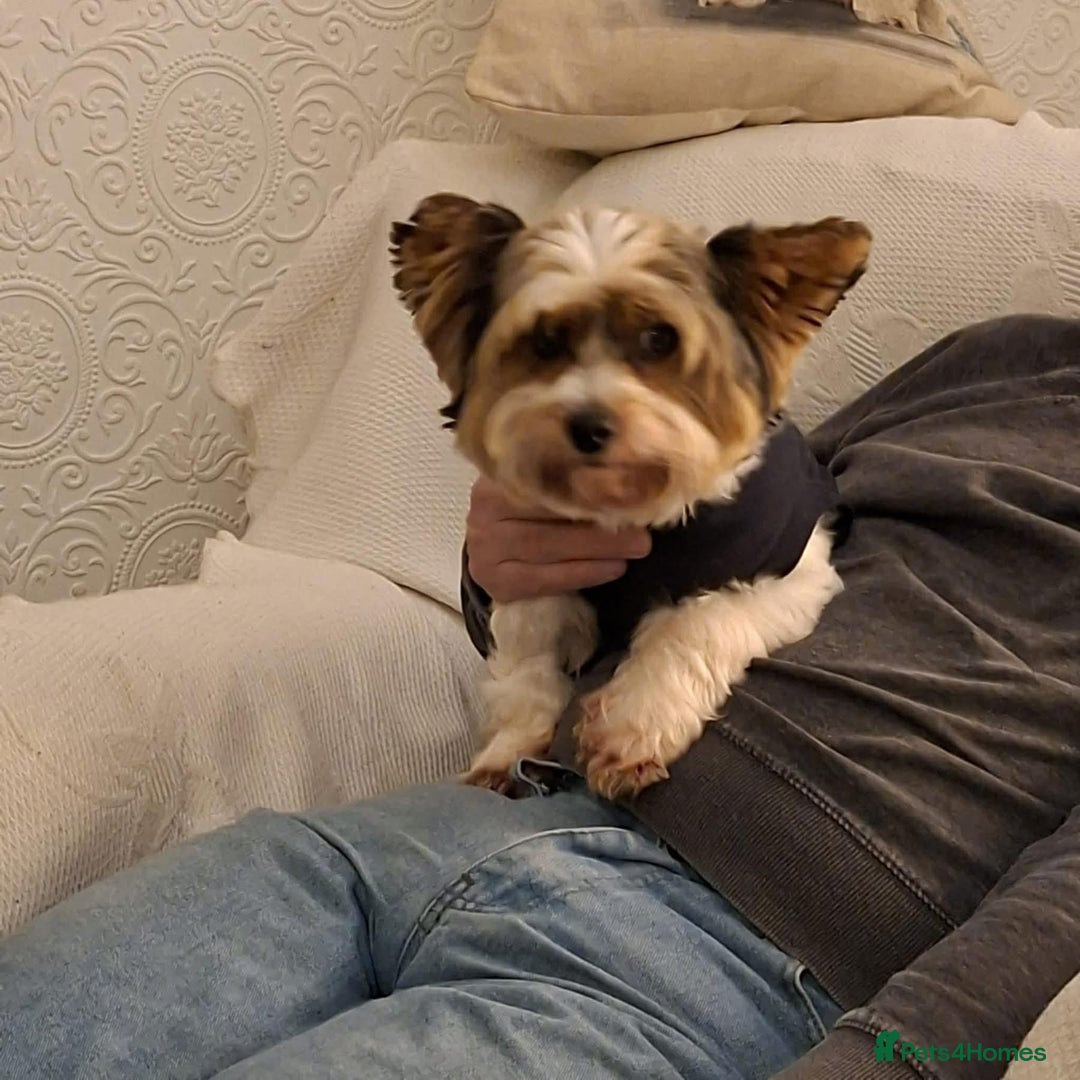 Biewer Terrier dogs for adoption: Archie -Fakenham Norfolk  - Advert 3