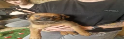 Mixed Breed dogs for sale: Large Crossbreed Puppies  in Keighley - Advert 9