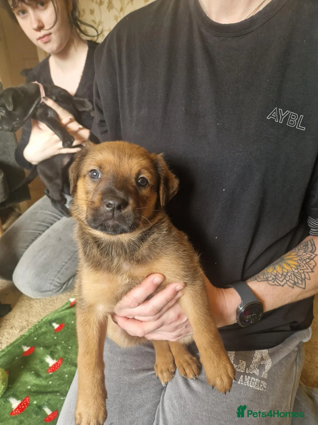Mixed Breed dogs for sale: Large Crossbreed Puppies  in Keighley - Advert 9