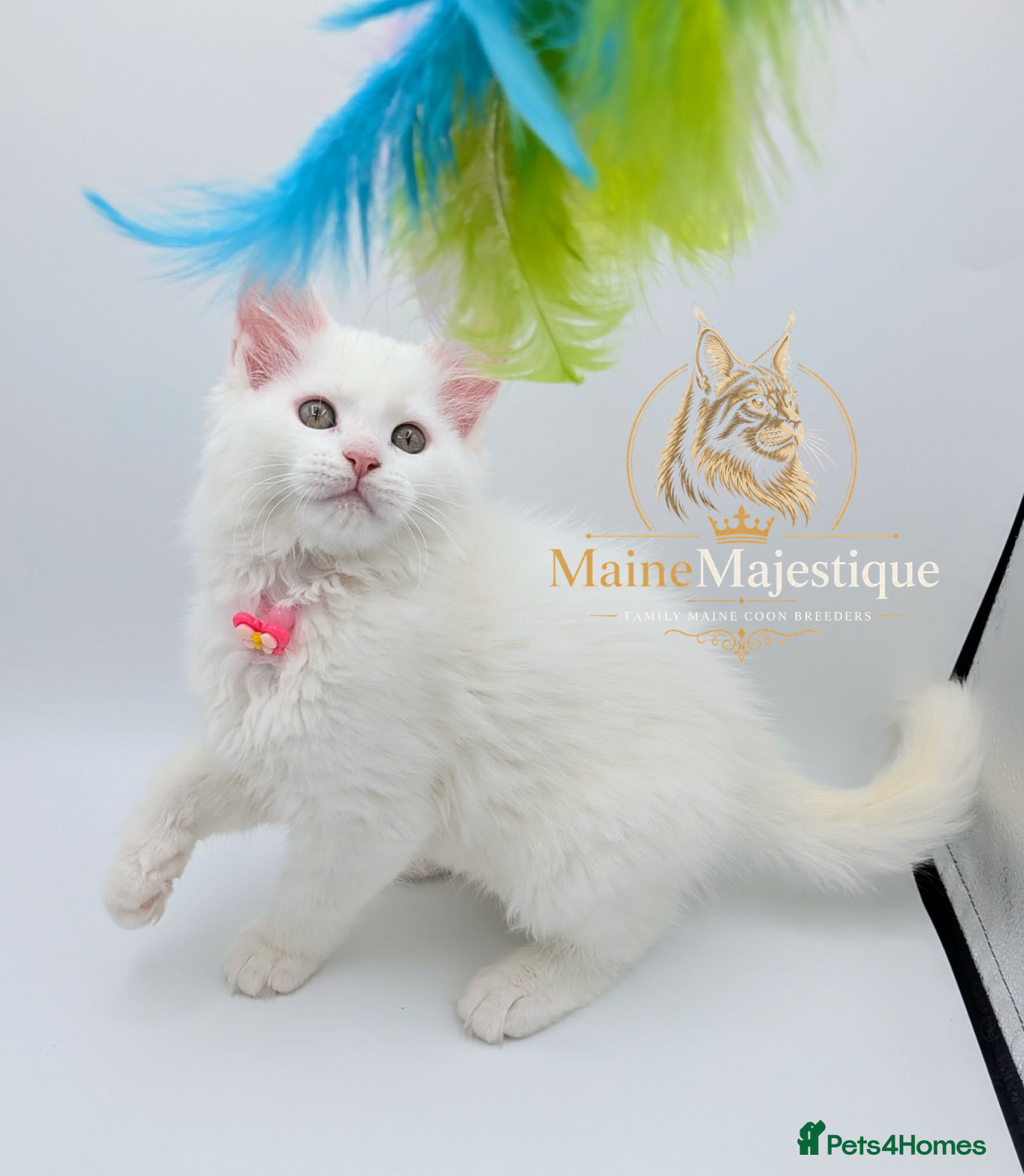 Maine Coon cats Pedigree Cute Mainecoon Kittens TICA Registered  - Advert 11
