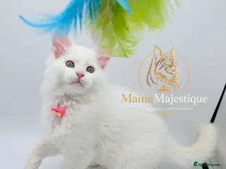 Maine Coon cats !Last One! Pedigree TICA Mainecoon Kitten - Advert 18