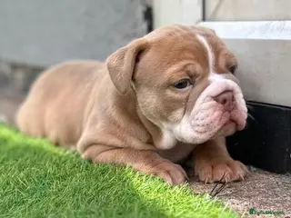 Mixed Breed dogs Stunning New England Bulldogs READY TO GO!! - Advert 2