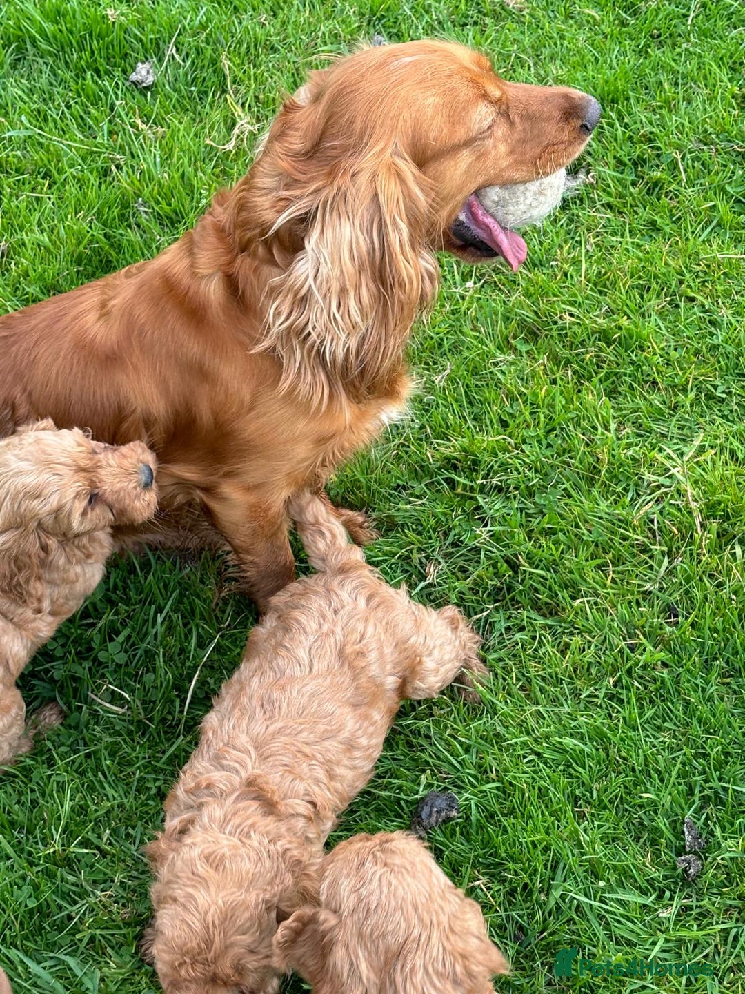 Cockapoo dogs for sale: Beautiful fox red cockapoo puppies for sale - Advert 4