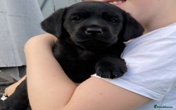 Labrador Retriever dogs for sale: Quality litter of working Labrador retriever pups - Image 2