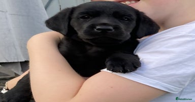 Labrador Retriever dogs - Advert 16