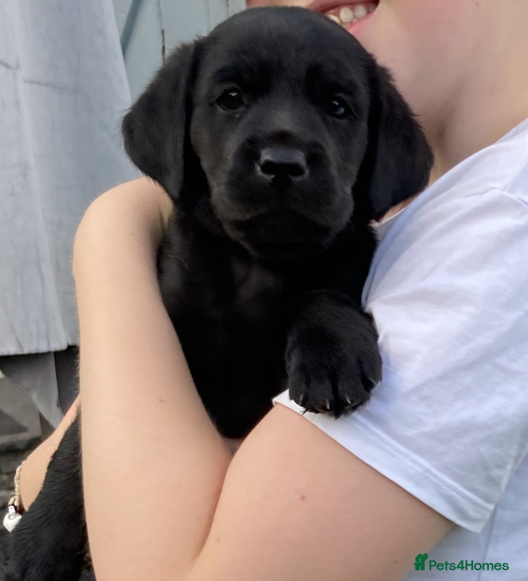 Labrador Retriever dogs for sale: Quality litter of working Labrador retriever pups - Image 2