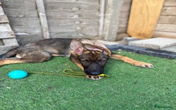 German Shepherd dogs for sale: **TOP QUALITY CZECH GERMAN SHEPHERD PUPS KC REG** - Image 9
