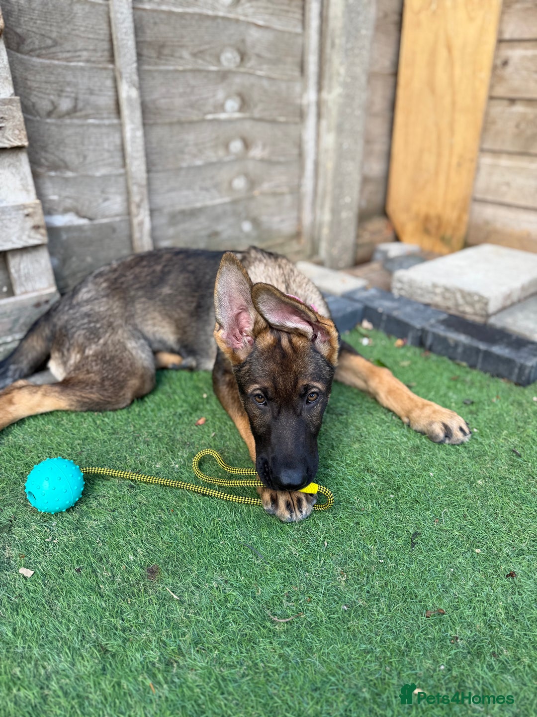 German Shepherd dogs for sale: **TOP QUALITY CZECH GERMAN SHEPHERD PUPS KC REG** - Image 9