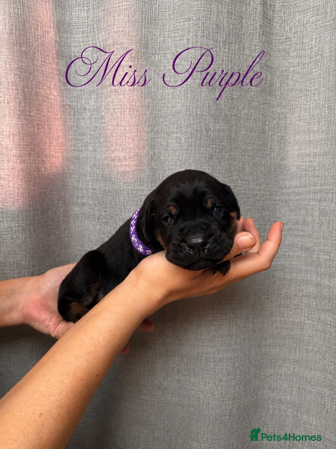 Mixed Breed dogs for sale: Cane Corso x Dobermann puppies - Advert 2