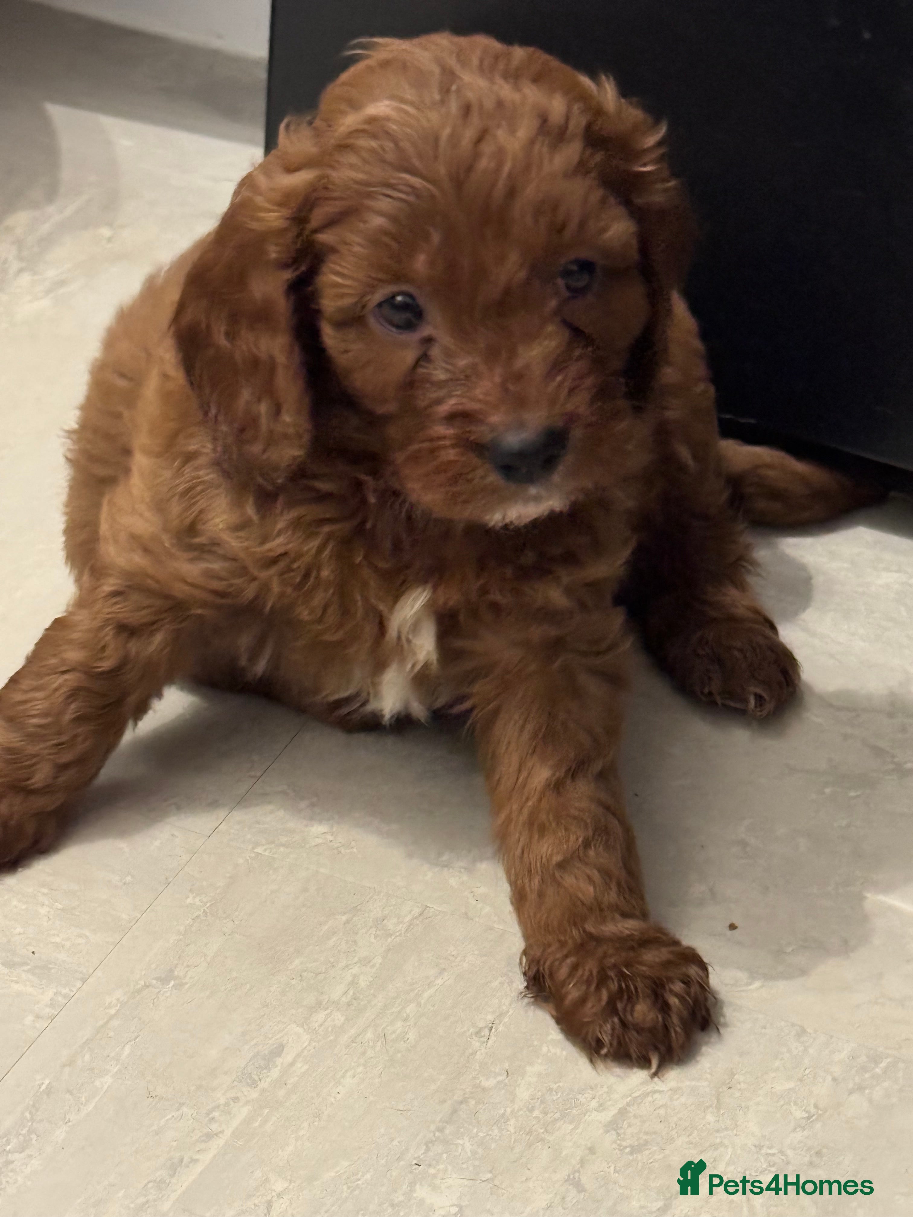 Cockapoo dogs F1 cockerpoo puppies ready to take home  - Advert 3