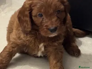 Cockapoo dogs F1 cockerpoo puppies ready to take home - Advert 3