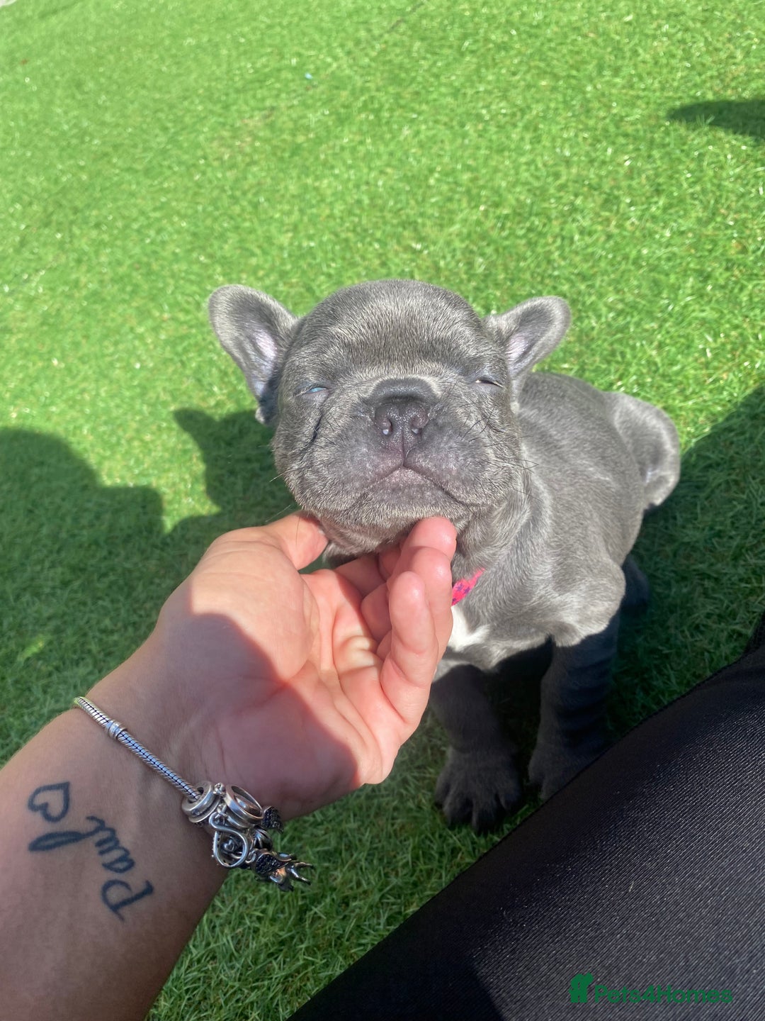 French Bulldog dogs for sale: Beautiful French bulldog puppies  - Image 21