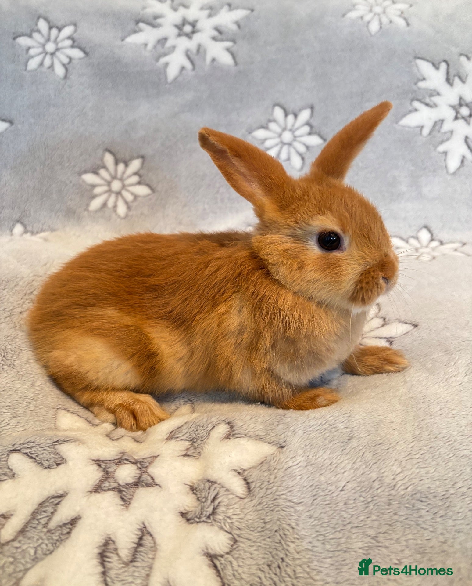 Mixed Breed rabbits 2 orange male mini lop - Advert 2