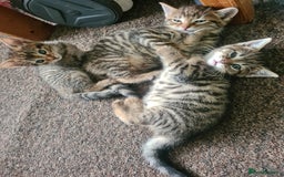 Domestic Shorthair cats for sale: 5 beautiful kittens for sale - Image 11
