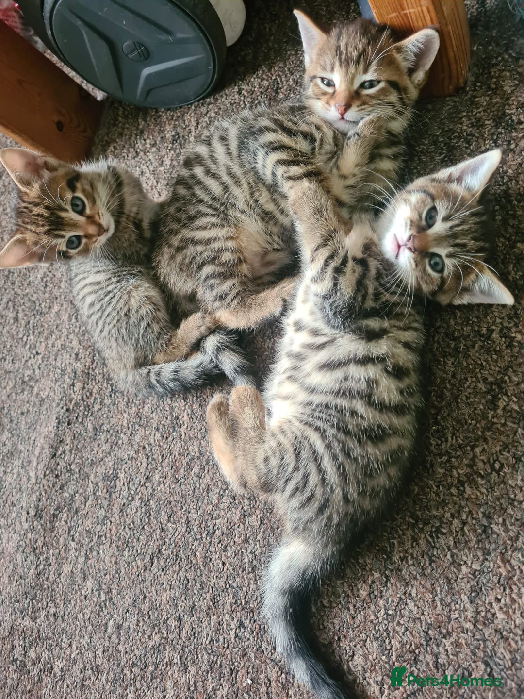 Domestic Shorthair cats for sale: 5 beautiful kittens for sale - Image 11