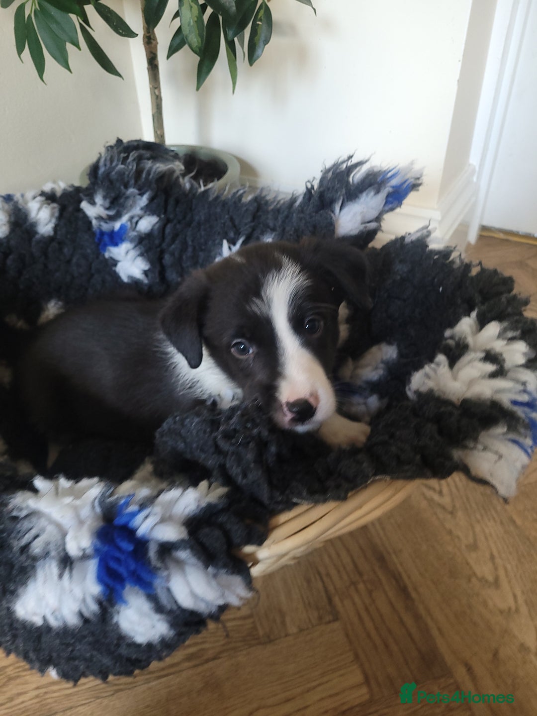 Border Collie dogs for sale: 5 Week old Boarder Collie Puppies - Advert 3