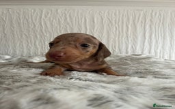 Miniature Dachshund dogs for sale: Miniature dachshunds  - Image 4
