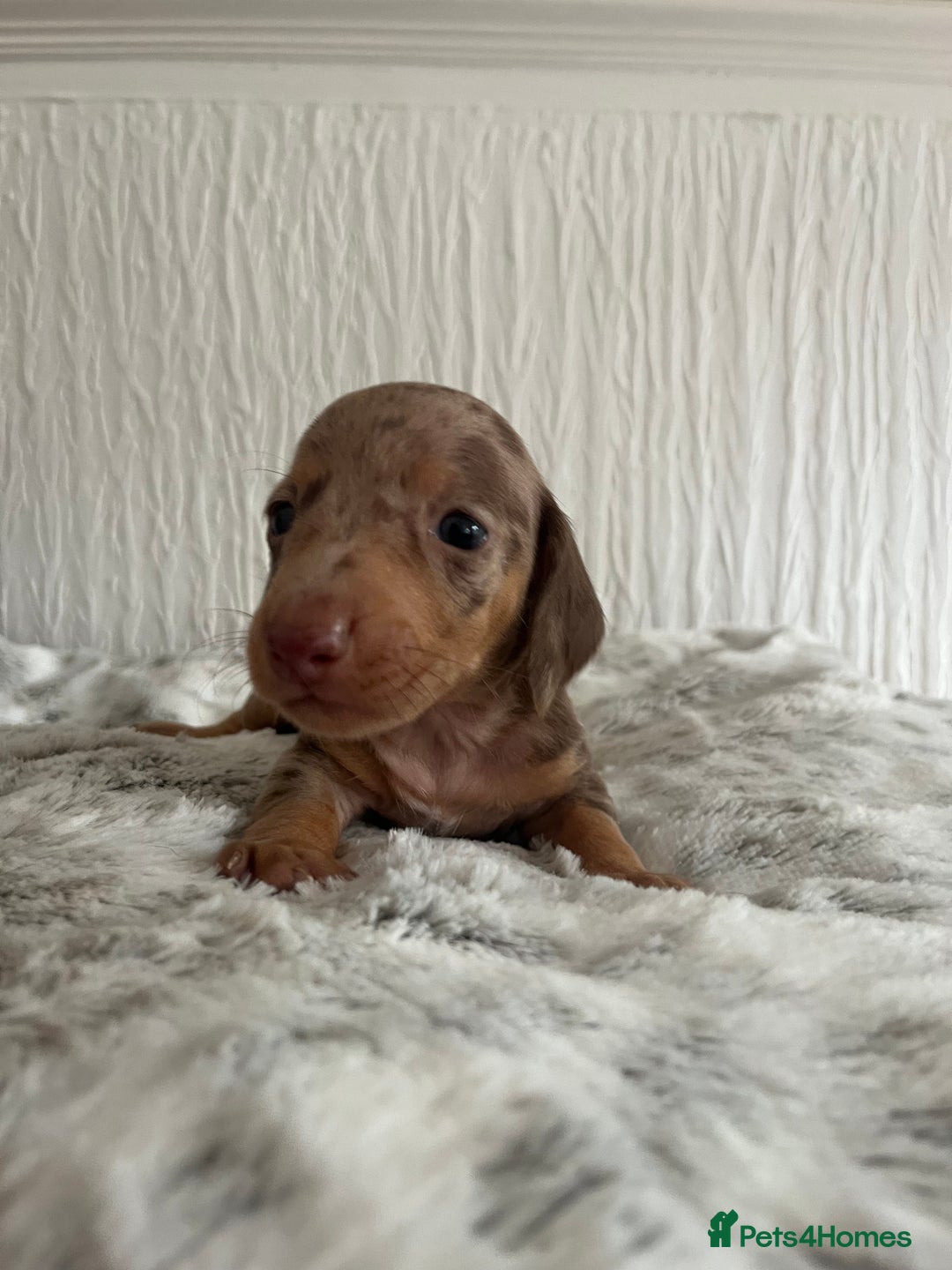 Miniature Dachshund dogs for sale: Miniature dachshunds  - Image 4