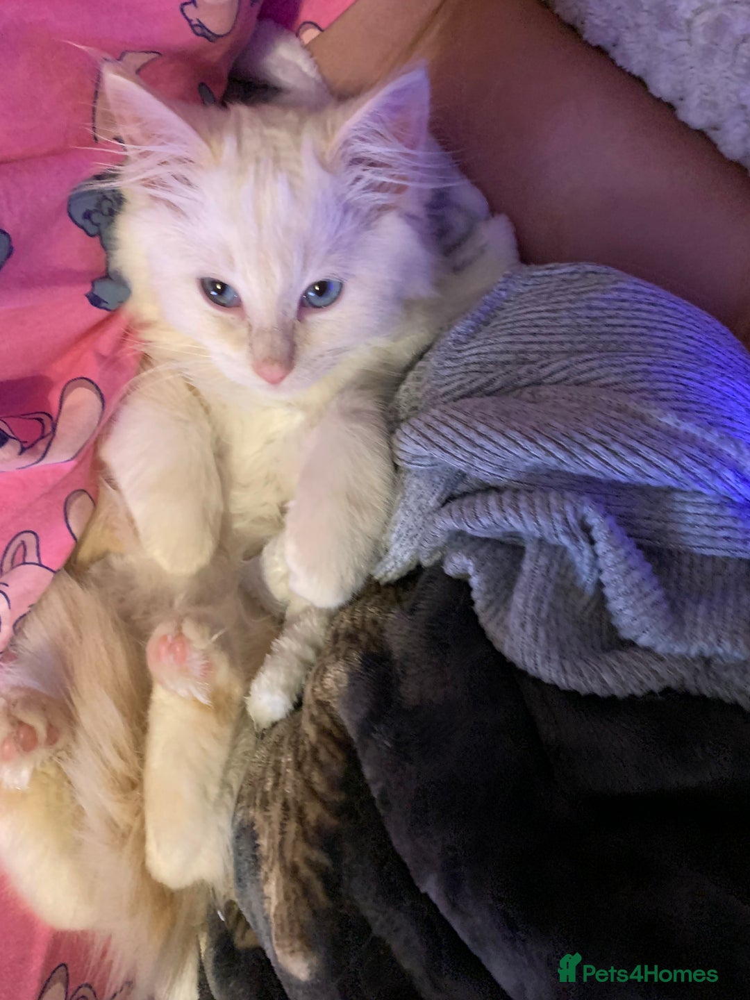 Ragdoll cats for sale: 4 Ragdoll kittens  - Advert 2