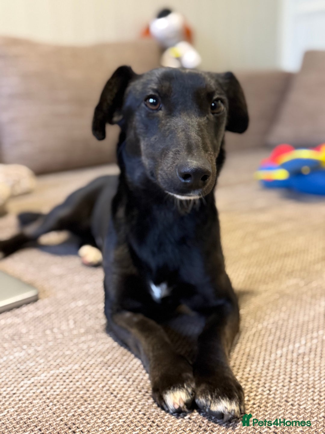 Dachshund dogs for adoption: Cute Lolita looking for LOVE  - Advert 15