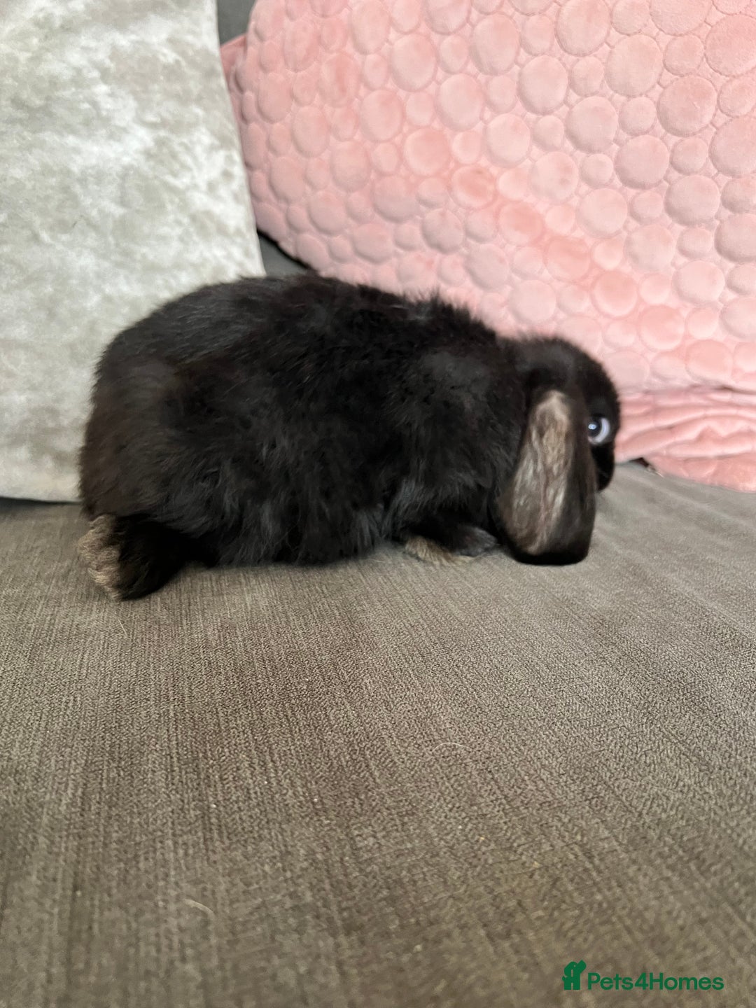 Mini Lop rabbits for sale: Beautiful mini lop rabbits for sale - Image 22