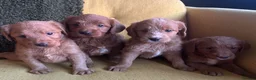 Labradoodle dogs for sale: Health tested F1 Labradoodle Puppies in Harrogate - Advert 10