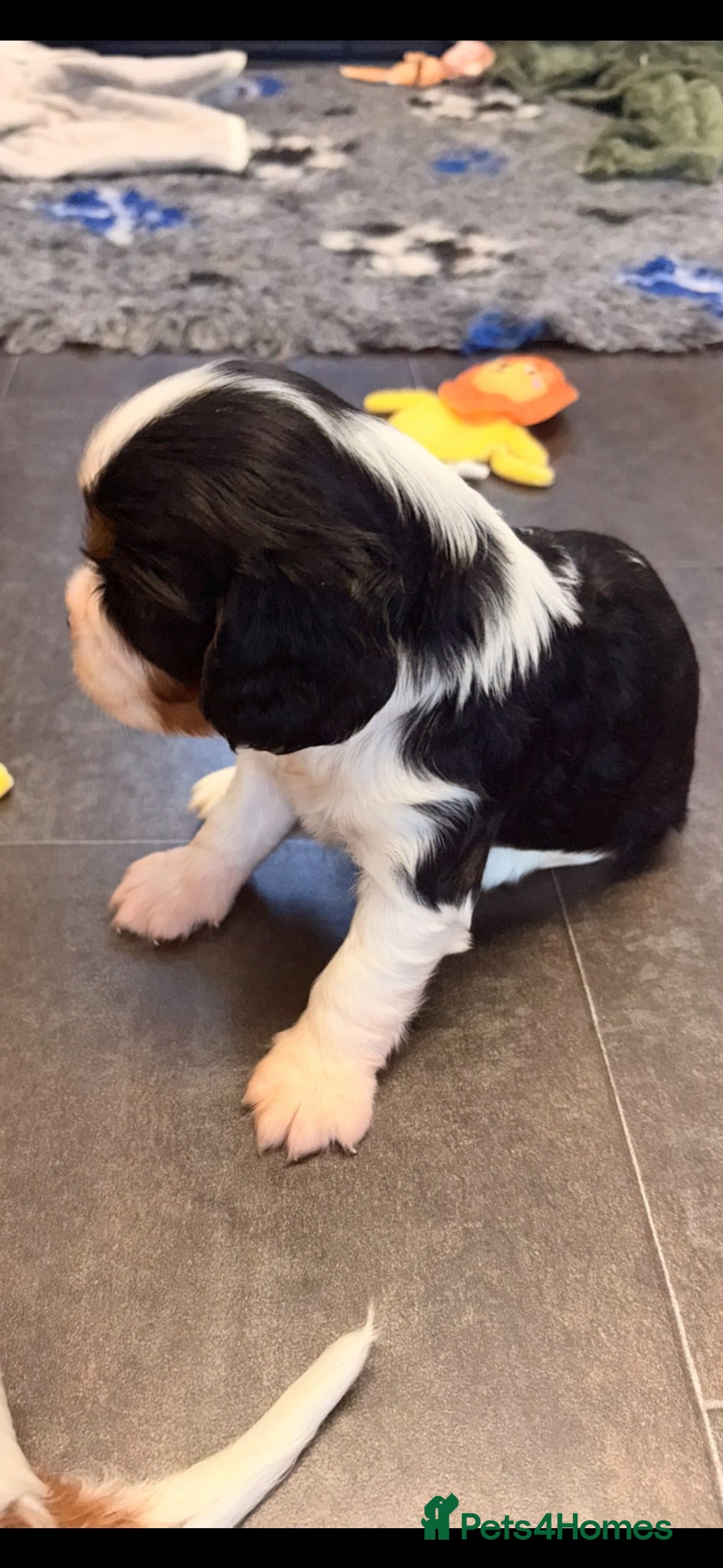 Cavalier King Charles Spaniel dogs KC registered parents/DNA tested. - Advert 2