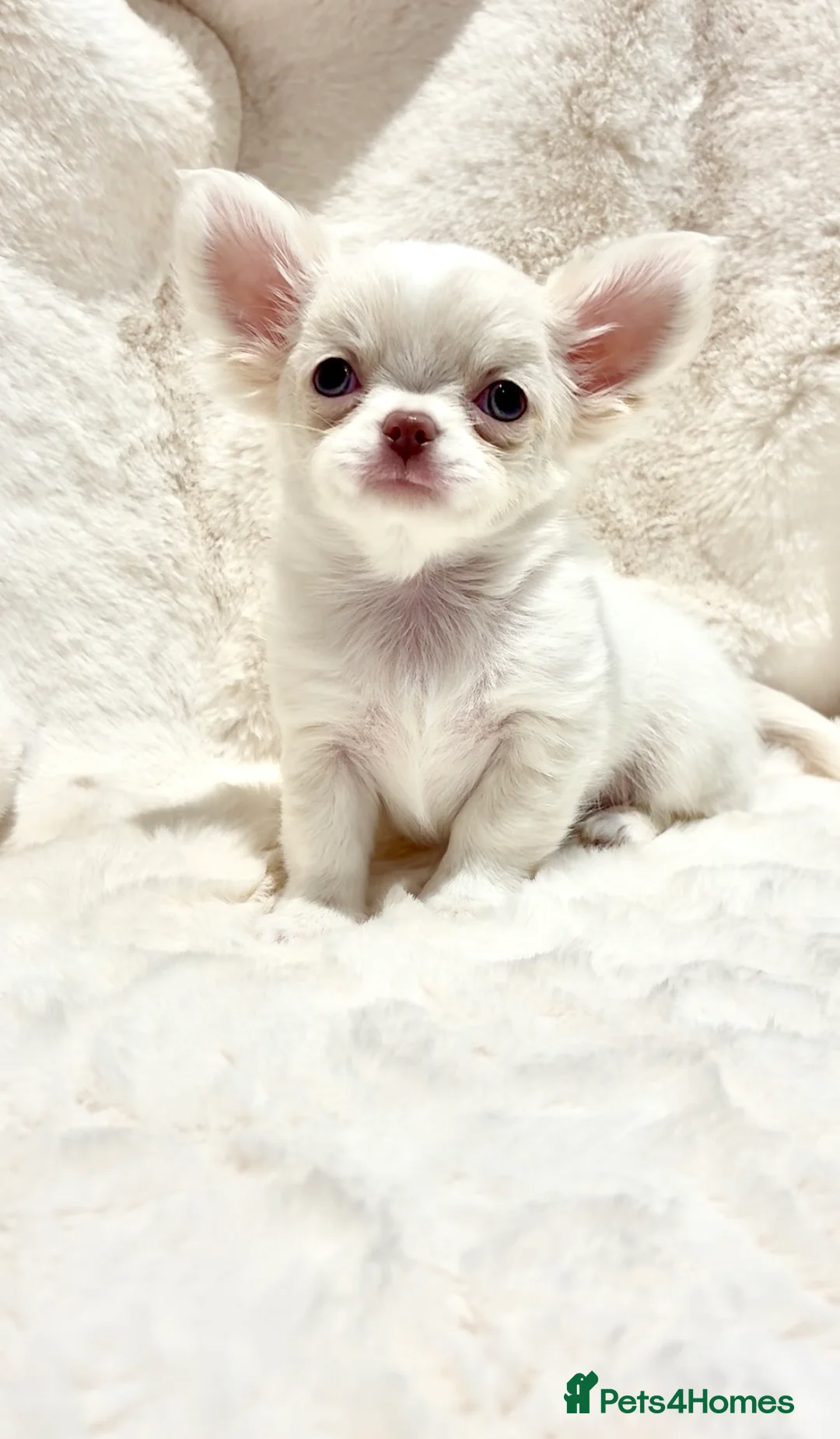 Chihuahua dogs for sale: (RESERVED)KC CHIHUAHUA PUPPIES  - Advert 4