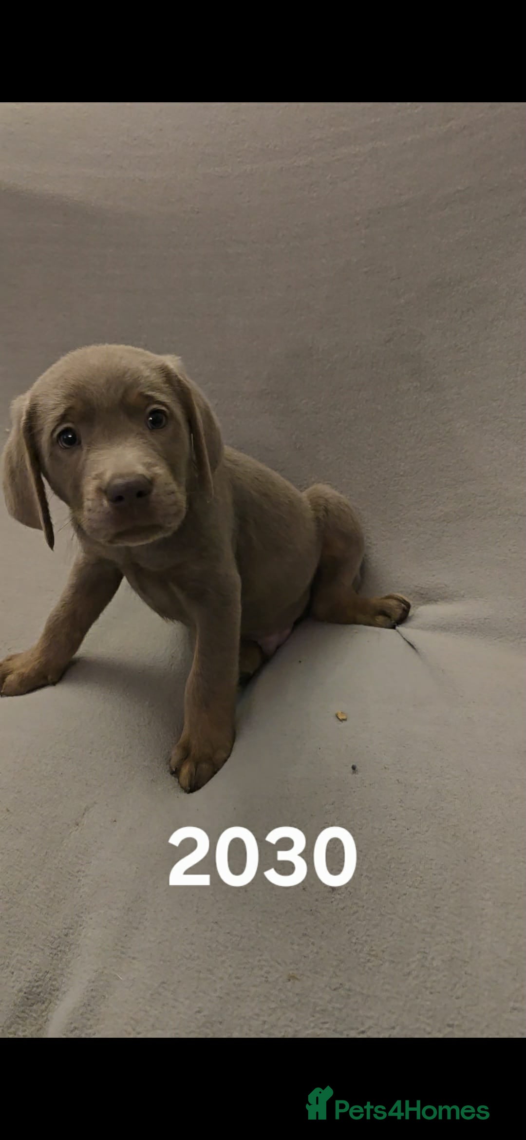 Labrador Retriever dogs for sale: Stunning silver Labradors  - Advert 35