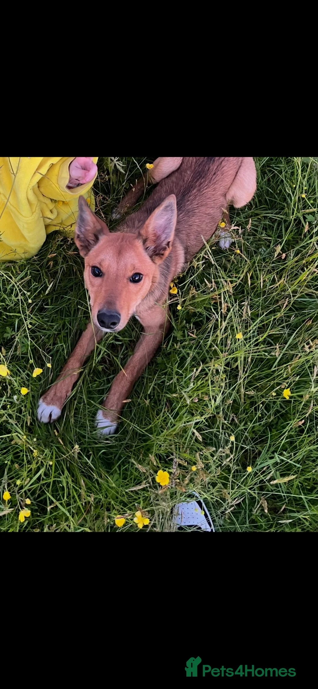 Mixed Breed dogs for sale: 8month old pup  - Advert 1