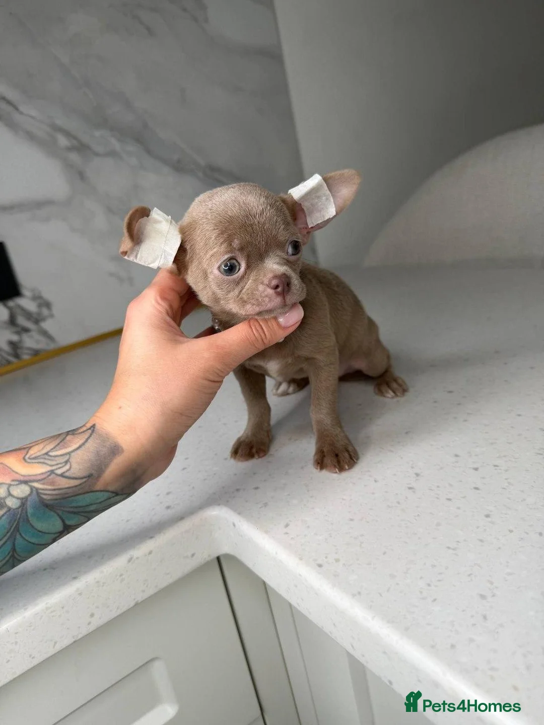 Chihuahua dogs for sale: Four Little Love  Affectionate Chihuahua Puppies in London - Advert 2